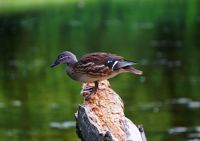 Krydsordets skjulte logik: Lær at tænke som en krydsordsforfatter